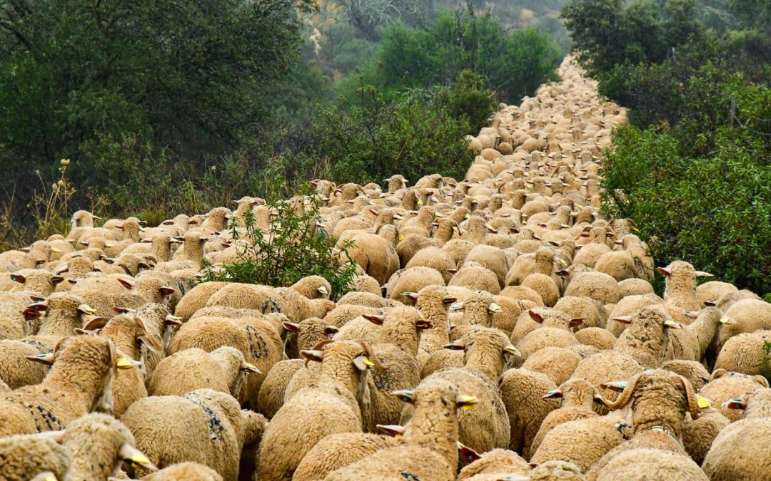 Las ovejas se trasladan a pie en busca de buenos pastos