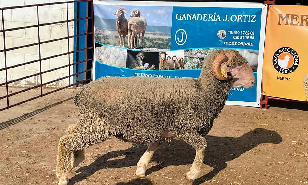 Feria de Trujillo 2021